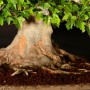 Acer buergerianum 40 cm bonsai