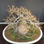 Acer buergerianum 40 cm bonsai