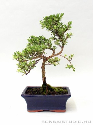 Serissa foetida 'Variegata' - Tarkalevelű Ezercsillagfa bonsai
