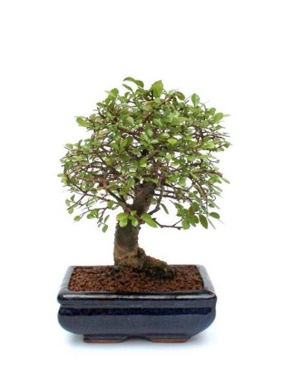 Chinese elm bonsai - Ulmus parvifolia in blue glazed pot