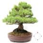 Pinus parviflora bonsai