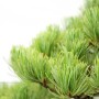 Pinus parviflora bonsai