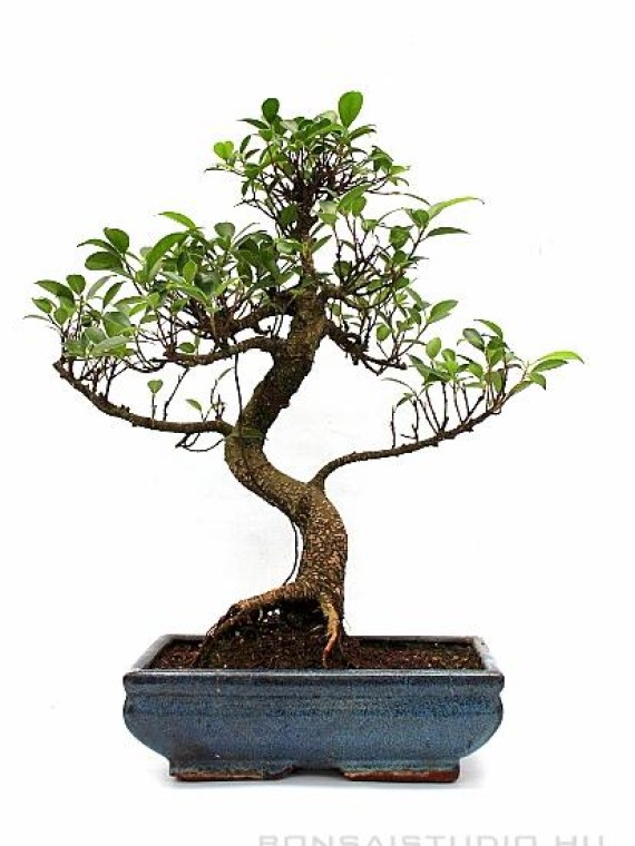 Ficus retusa - Gumifa bonsai 25S