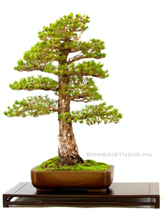 Pinus parviflora 'Kokonoe' bonsai in old japanese style