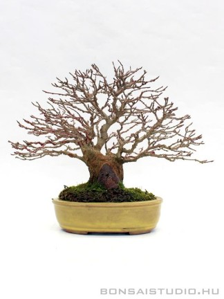 Acer buergerianum bonsai Isabelia tálban 24cm