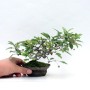 Malus micromalus shohin bonsai
