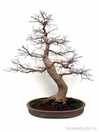 Acer palmatum bonsai - Japanese maple bonsai