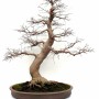 Acer palmatum bonsai - Japanese maple bonsai