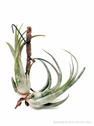Tillandsia paucifolia 01.