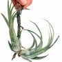 Tillandsia paucifolia 01.