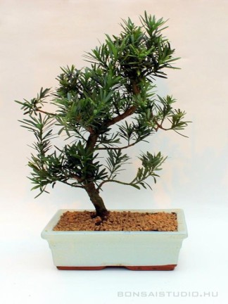 Podocarpus macrophylla - Kőtiszafa 25 S bonsai