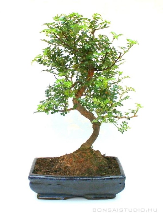 Zanthoxyllum piperitum - Japanese pepper bonsai 25S