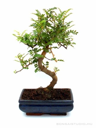 Zanthoxyllum piperitum - Borsfa bonsai 20S