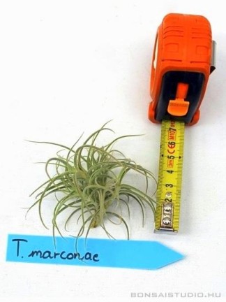 Tillandsia marconae