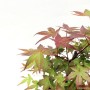 Japán juhar bonsai kék tálban