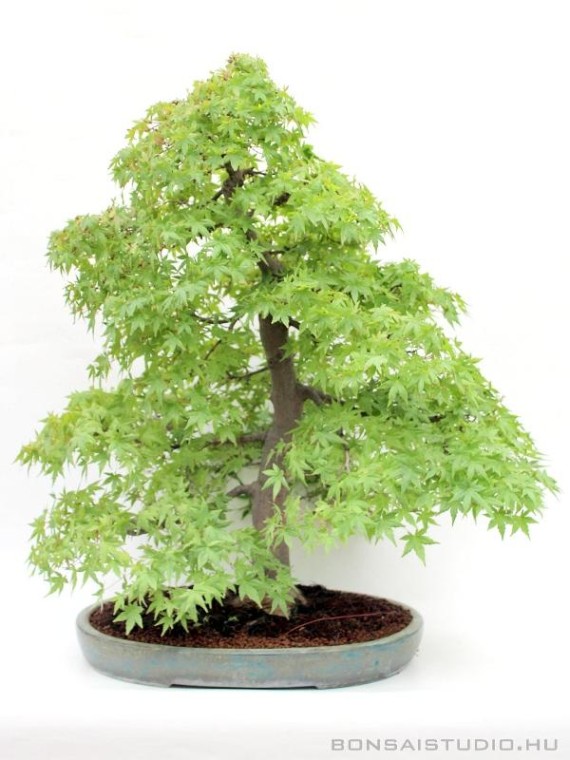 Acer palmatum - Japanese maple bonsai - 79cm