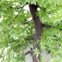 Acer palmatum - Japán juhar bonsai - 79cm