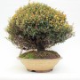 Trachelospermum asiaticum bonsai 07.