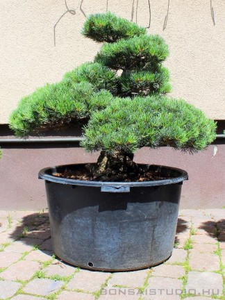 Pinus parviflora niwaki 01.