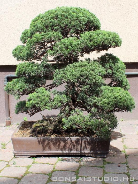 Juniperus chinensis niwaki 01.