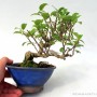 Celastrus orbiculatus shohin bonsai 01.