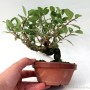 Celastrus orbiculatus shohin bonsai 03.