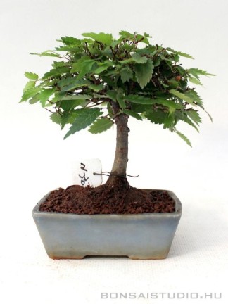 Zelkova serrata shohin bonsai 07.