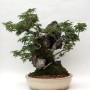 Acer palmatum shishigashira bonsai ibigawa kövön