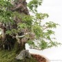 Acer palmatum shishigashira bonsai on ibigawa rock