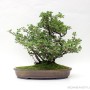 Chaenomeles japonica bonsai 02.
