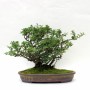 Chaenomeles japonica bonsai 02.
