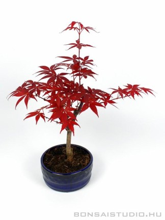 Japanese maple bonsai in round pot 03.