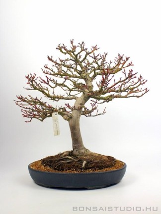 Acer palmatum 'Shishigashira' bonsai 01.