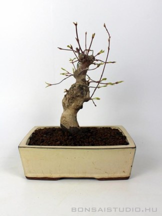 Japán juhar bonsai előanyag 06.