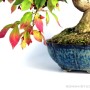 Euonymus alatus - Burning bush bonsai