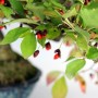 Euonymus alatus - Szárnyas kecskerágó bonsai
