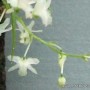 Phymatidium tillandsioides orchid
