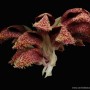 Bulbophyllum phalaenopsis orchidea 