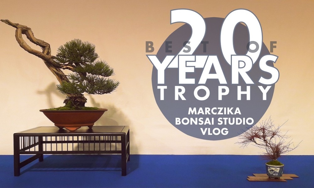 Best of 20 years Trophy - Marczika Bonsai Stúdió Vlog Belgiumból