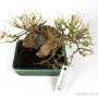 Acer buergerianum - Háromerű juhar shohin bonsai 02.