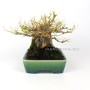 Acer buergerianum - Háromerű juhar shohin bonsai 02.