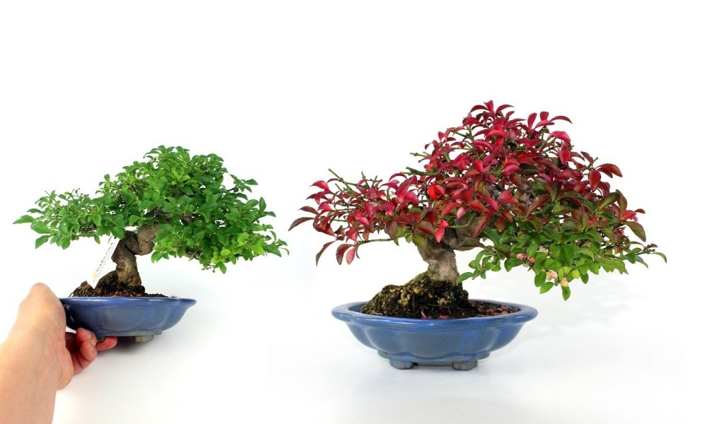 Szép mint mindig én nekem - egy őszi shohin bonsai pirosban