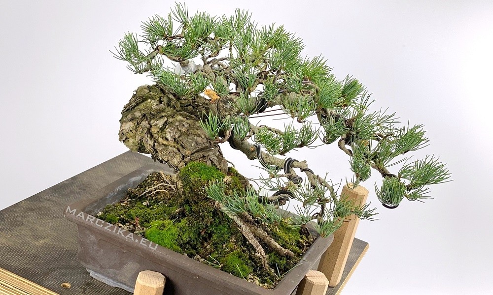 Egy fenyő bonsai alapanyag esete a drótokkal - Goyomatsu a házban!