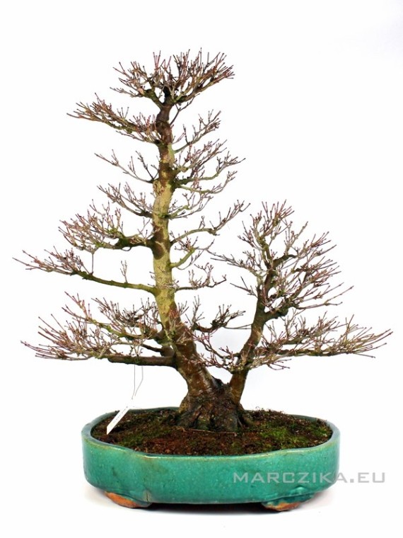 Acer palmatum - Japanese maple bonsai with double trunk