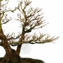 Acer palmatum - Japanese maple bonsai with double trunk