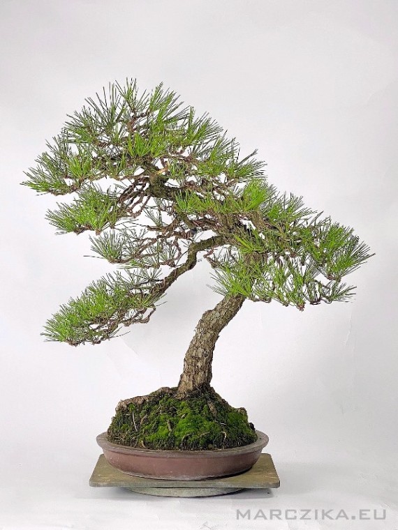 Bunjin stílusú Pinus thunbergii bonsai - Kuromatsu