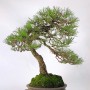 Bunjin stílusú Pinus thunbergii bonsai - Kuromatsu