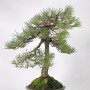 Bunjin style Pinus thunbergii bonsai - Kuromatsu