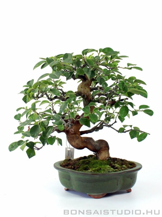 Pseudocydonia sinensis kifu méretű japán bonsai