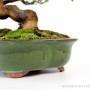 Pseudocydonia sinensis kifu méretű japán bonsai